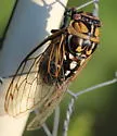 Bush Cicada - photo 5