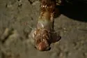 Fall Southeastern Dusk-singing Cicada - photo 2