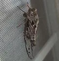 Fall Southeastern Dusk-singing Cicada - photo 4