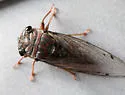 Fall Southeastern Dusk-singing Cicada - photo 5