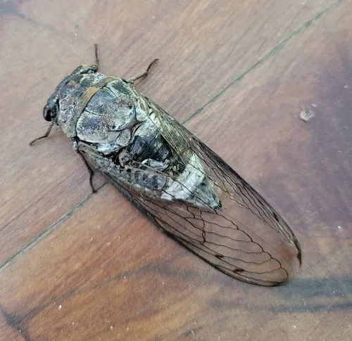 Northern Dusk Singing Cicada