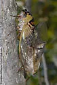 Walker's Cicada