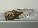 Walker's Cicada - photo 2