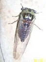 Walker's Cicada - photo 3
