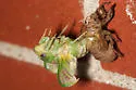 Walker's Cicada - photo 4