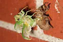 Walker's Cicada - photo 5