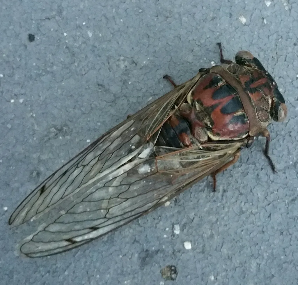 Resonant Cicada - photo 2