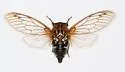 Western Bush Cicada - photo 2