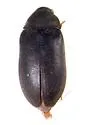 Megatoma perversa