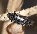 Megatoma pubescens