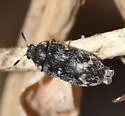 Megatoma pubescens - photo 2