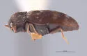Megatoma trogodermoides - photo 2