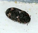 Megatoma variegata - Megatoma variegata