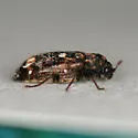 Megatoma variegata - photo 4