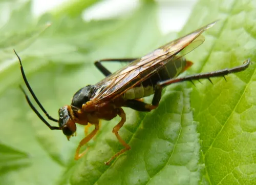 Megaxyela pulchra