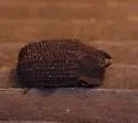 Megeleates sequoiarum - photo 4