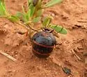 Megetra punctata
