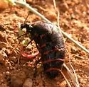 Megetra punctata - photo 2