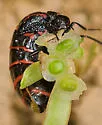 Megetra punctata - photo 3