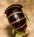 Megetra punctata - photo 4