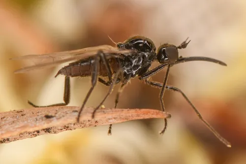 Meghyperus occidens