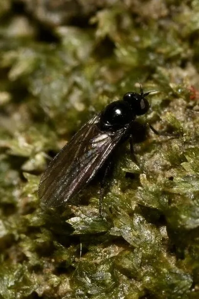 Meghyperus sudeticus - photo 2
