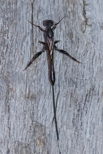 Megischus arizonicus