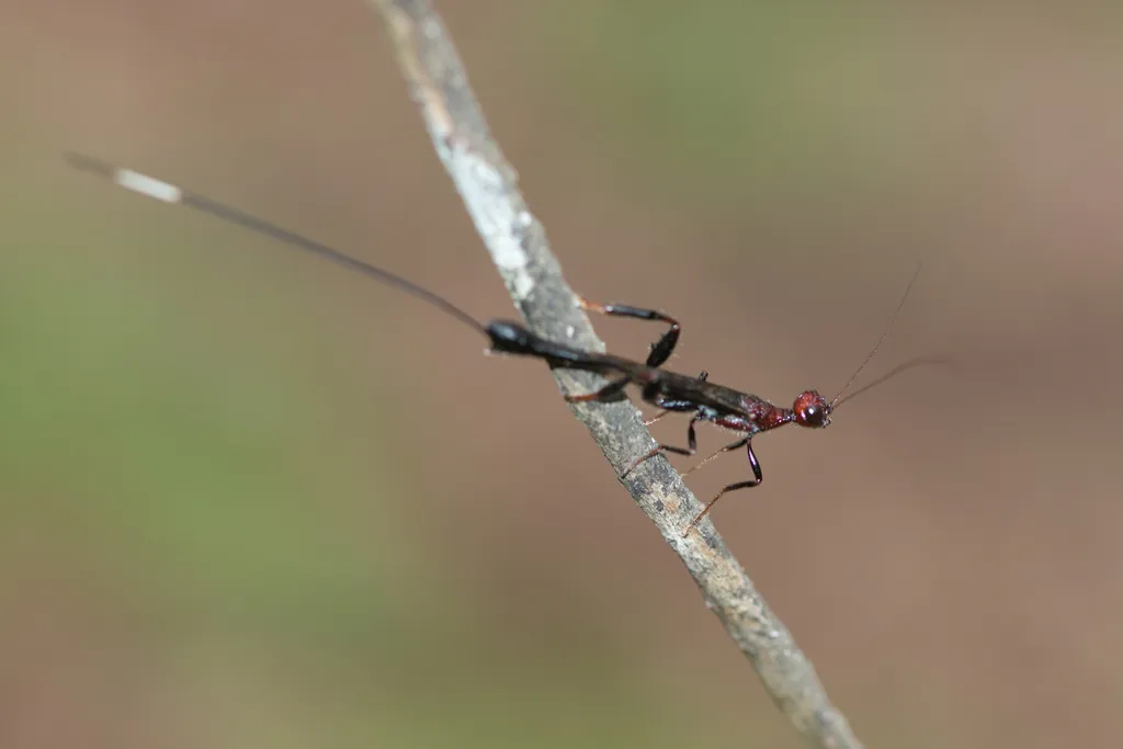 Bicolored Crown Wasp