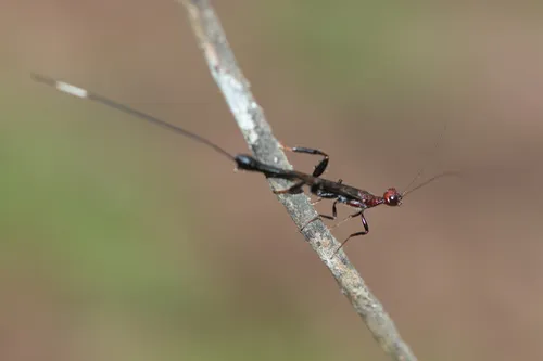 Bicolored Crown Wasp - photo 2