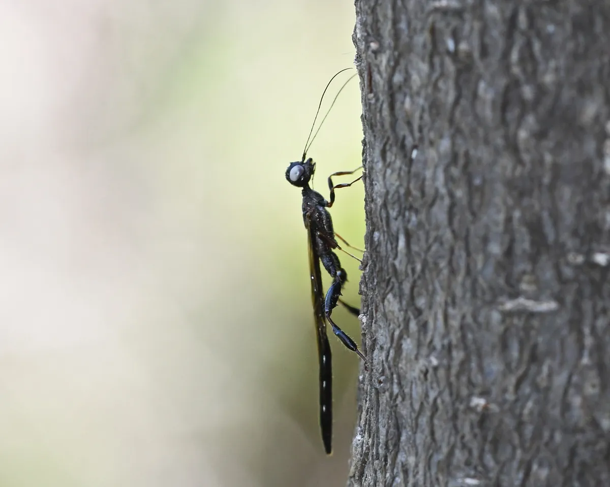 Megischus brunneus