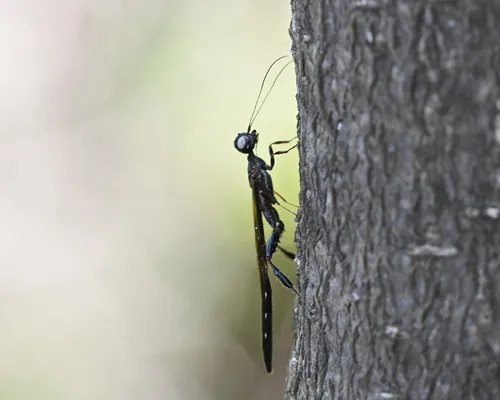 Megischus brunneus - photo 2