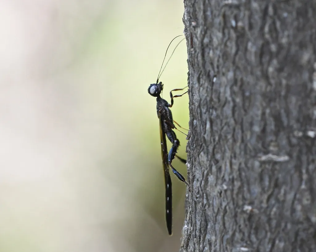 Megischus brunneus - photo 3