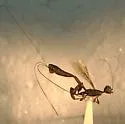 California Crown Wasp