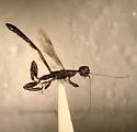 California Crown Wasp - photo 2