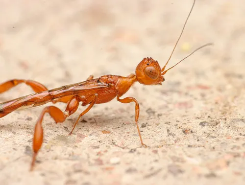 Texas Crown Wasp - Megischus texanus