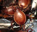 Megisthanus floridanus - photo 4