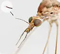 Megistocera longipennis