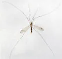 Megistocera longipennis - photo 2