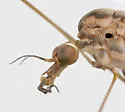 Megistocera longipennis - photo 3