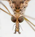 Megistocera longipennis - photo 4