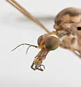 Megistocera longipennis - photo 5