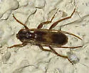 Megobrium edwardsi