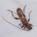 Megobrium edwardsi - photo 3