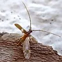 Megobrium edwardsi - photo 5