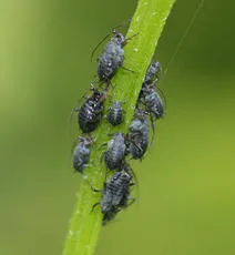 Megourella tribulis