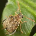 Meibomeus musculus - photo 3