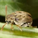 Meibomeus musculus - photo 4