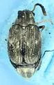 Meibomeus musculus - photo 5