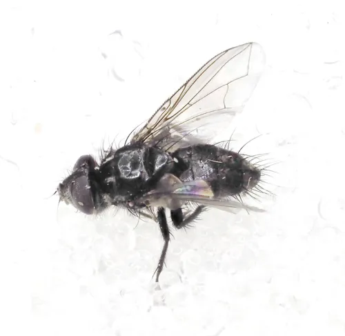 Meigenia mutabilis - Meigenia mutabilis