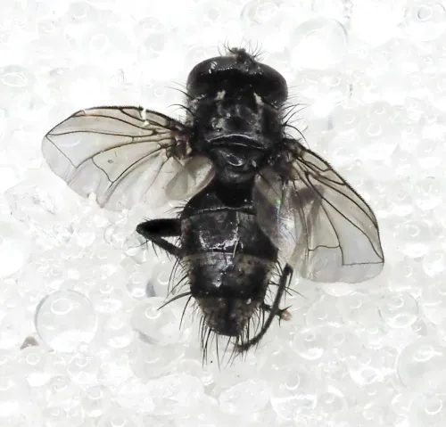 Meigenia mutabilis - photo 2